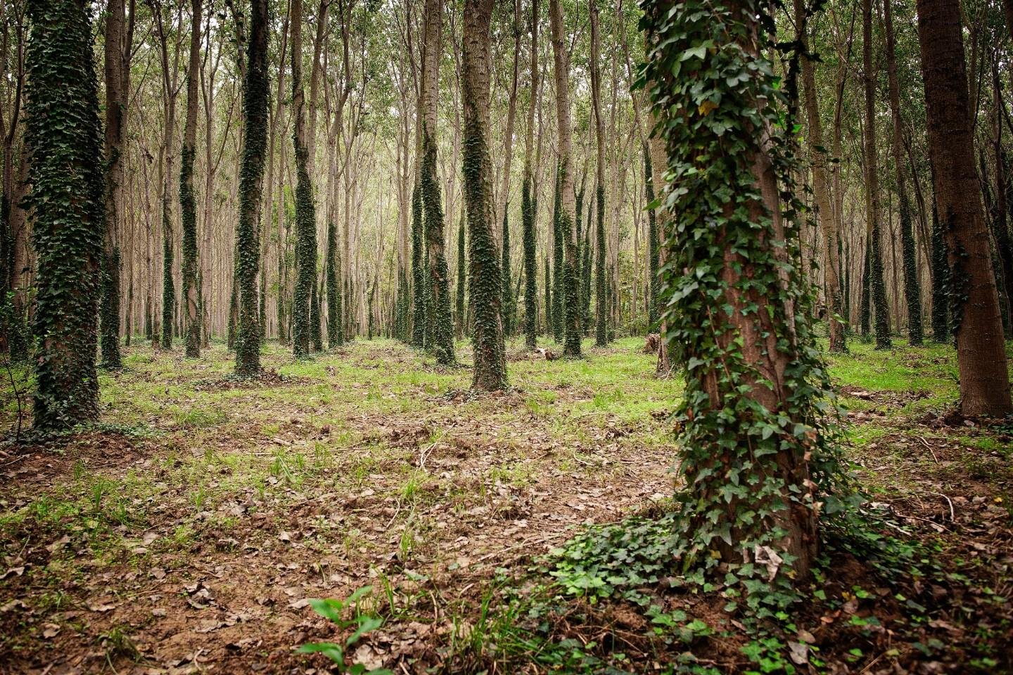 1417952-t6o7149r Terreno agricolo in vendita – €. 1.050,00 – rif. 4573169