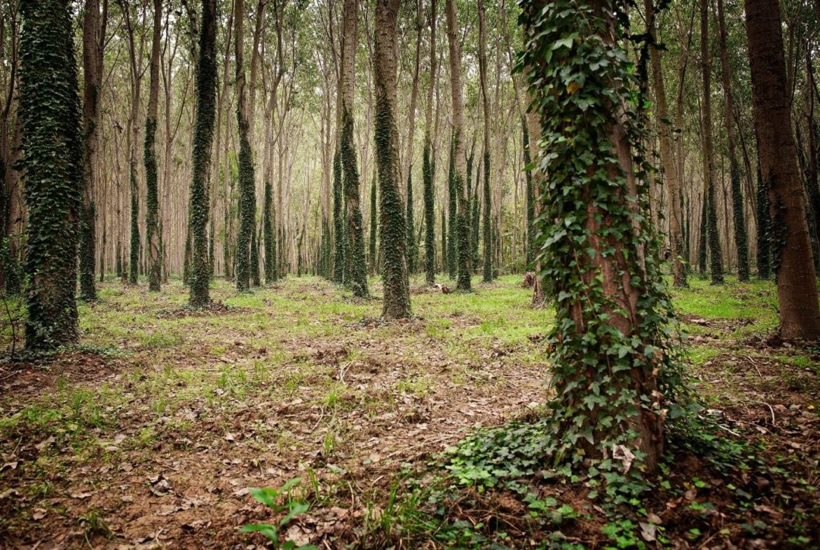 Terreno agricolo in vendita – €. 435,00 – rif. 4578296
