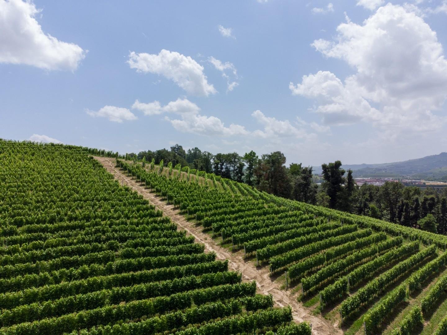 Terreno agricolo in vendita – €. 1.100,00 – rif. 4606973